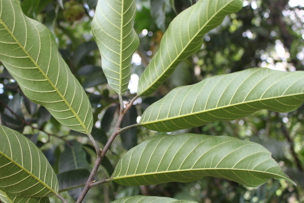 Artocarpus gomezianus Wall. ex Trécul